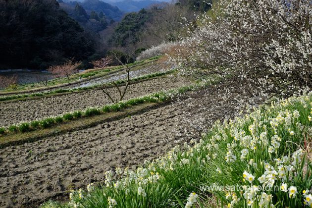 千葉　をくづれ水仙郷
