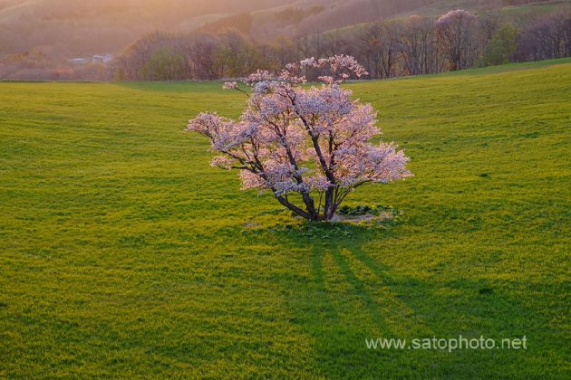 北海道　室蘭の崎守町の一本桜