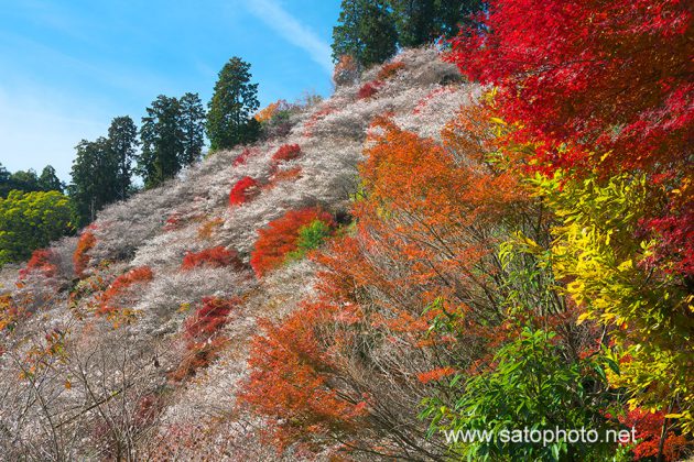 愛知　四季桜