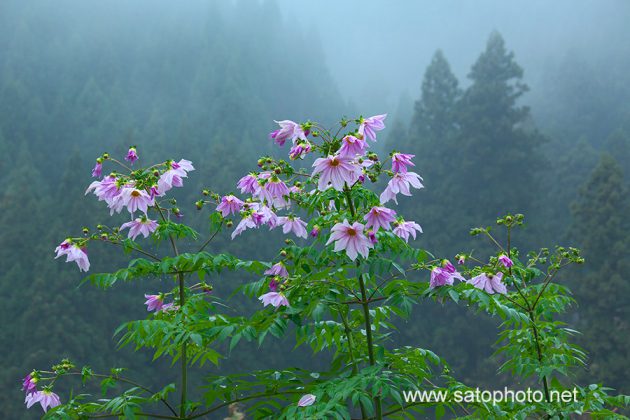 岐阜　皇帝ダリア