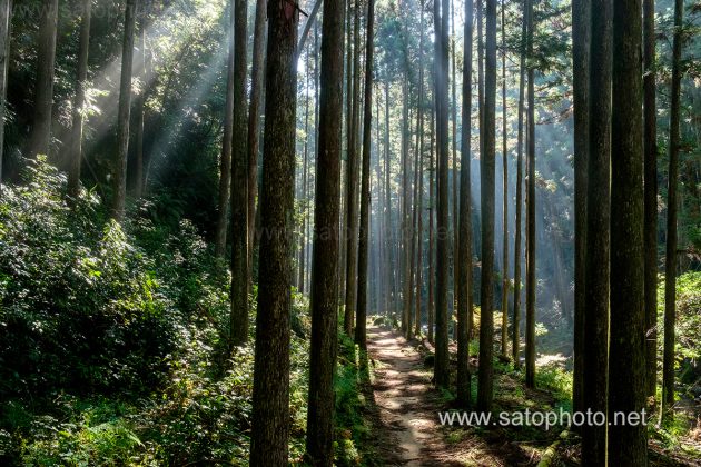 和歌山　桑ノ木渓谷