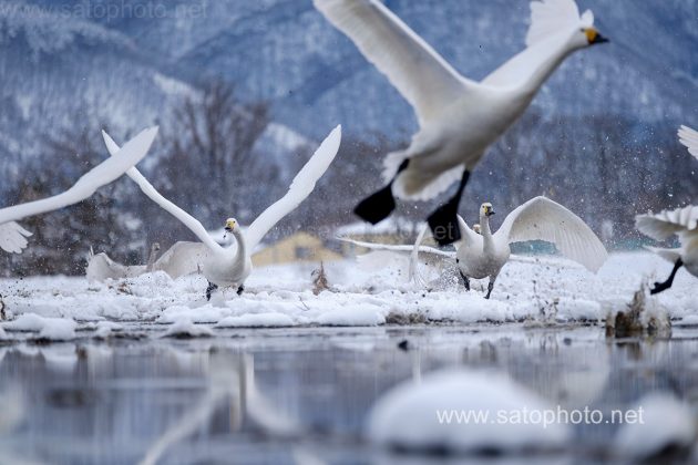 長野　安曇野の白鳥
