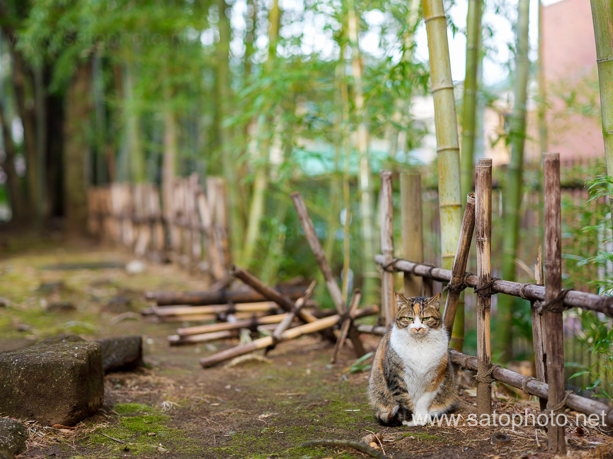 後谷公園
