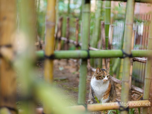 後谷公園