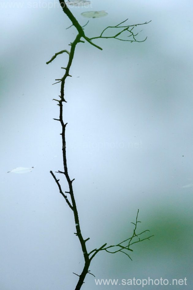 蛇の池