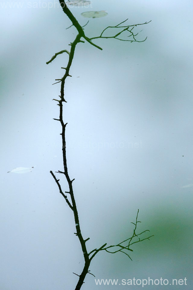 蛇の池