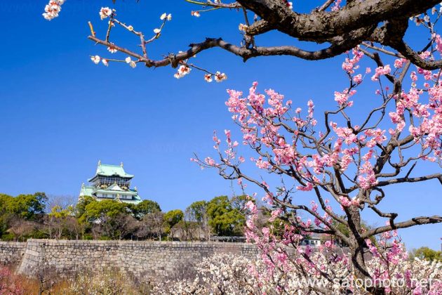 大阪城
