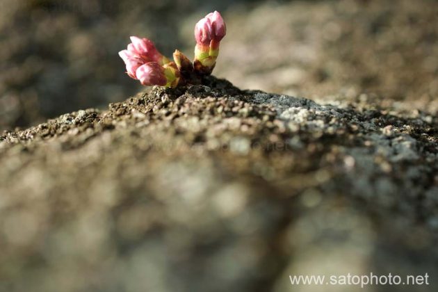桜の胴吹き