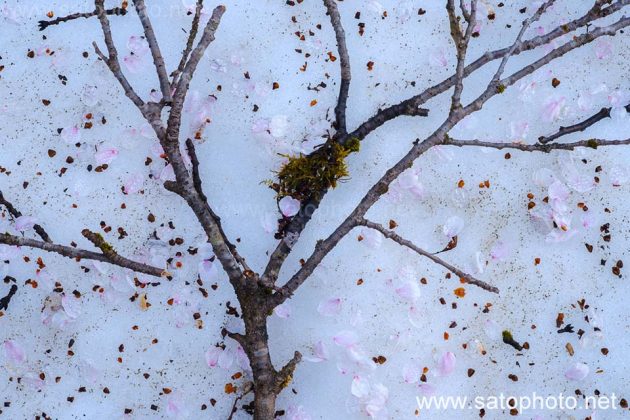 雪　魚沼