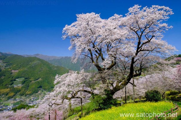 ひょうたん桜