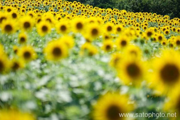 山本山のひまわり畑