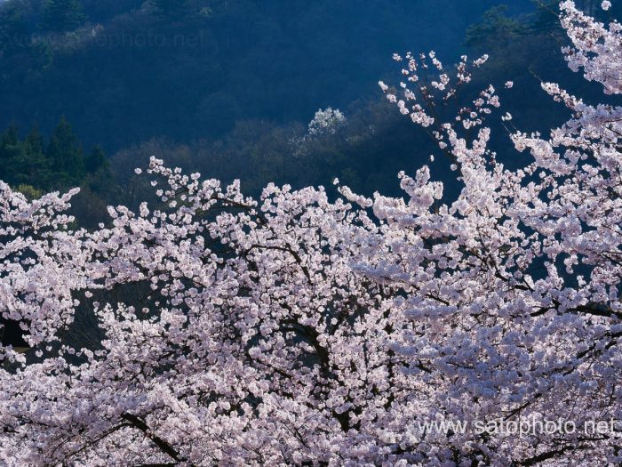 銭渕公園